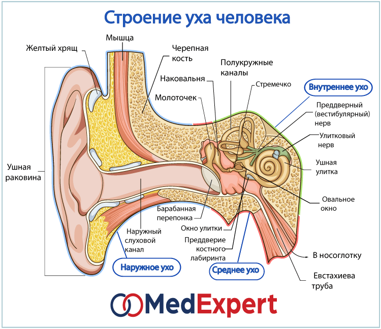 Строение уха человека