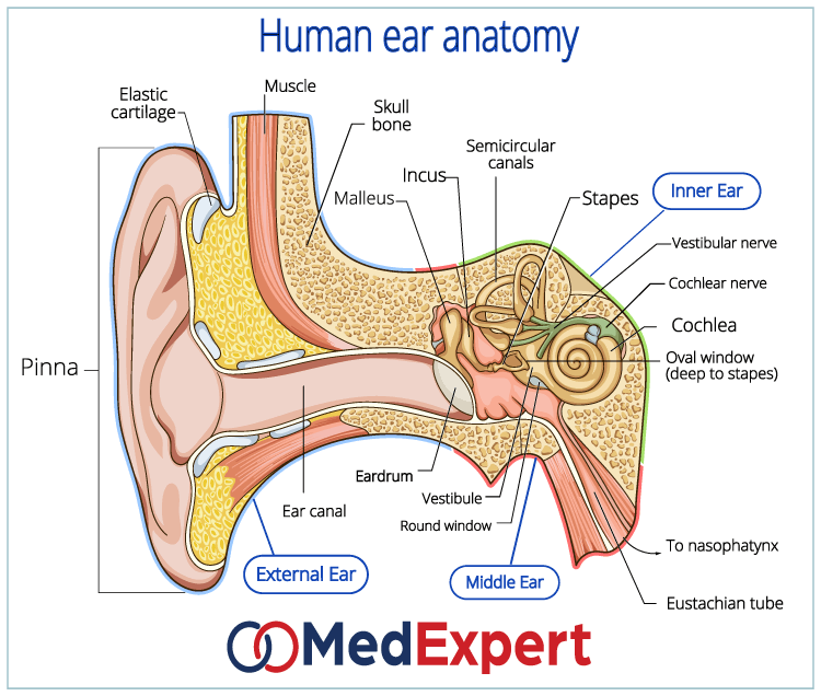 human ear anatomy