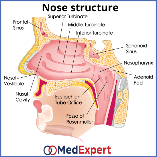 Turbinate hypertrophy; Turbinate hypertrophy symptoms; Turbinate hypertrophy treatment